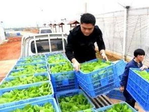 图 深圳蔬菜肉类水产粮油农副产品配送 食堂承包 深圳生活配送