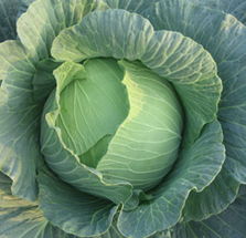 健康 神气的蔬菜抗癌的方法